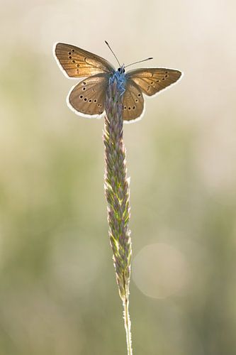 Klaverblauwtje van de onderkant