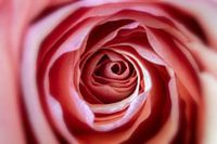 Macro rose abstraite