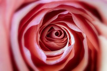 Abstracte roos macro van Stefan Zwijsen