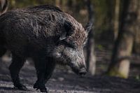 Wild boar