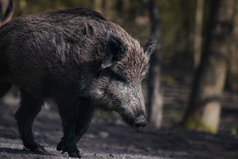 Wild boar by Marijke Groos