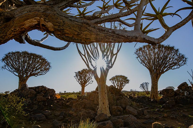 Zauberhafter Köcherbaumwald bei Sonnenaufgang – Namibia von Fototante