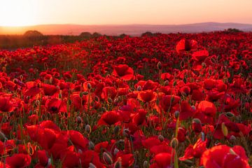 Poppy field at sunrise by Daniela Beyer