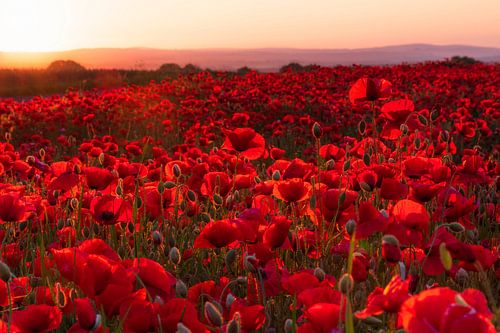 Poppy field at sunrise