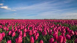 Tulips by Paula Darwinkel