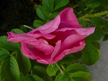 roze roos  van Joke te Grotenhuis