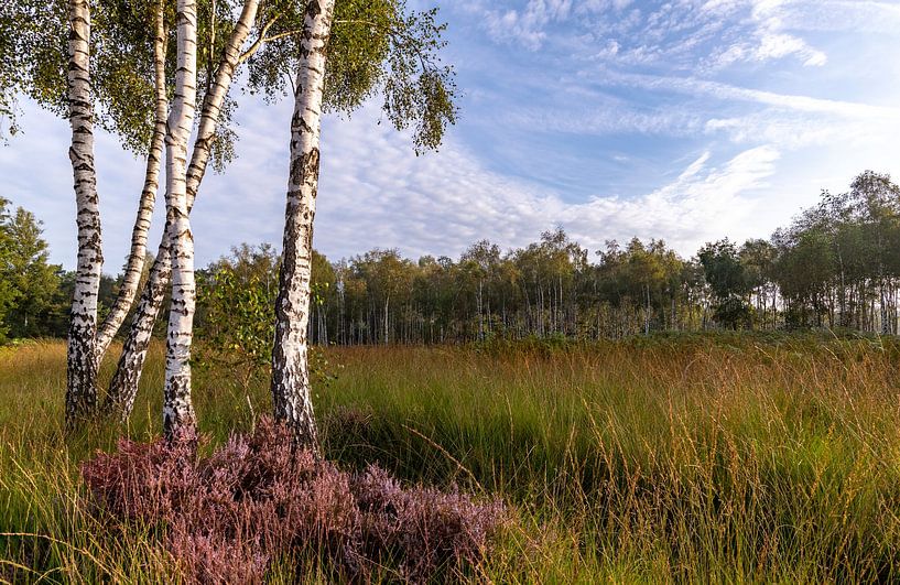 Groep Berkenbomen van Els Oomis