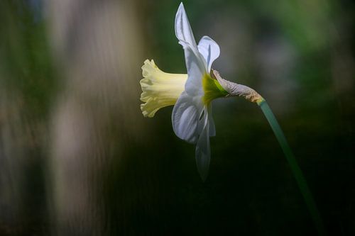 Crocus sur Marjolijn Nugteren