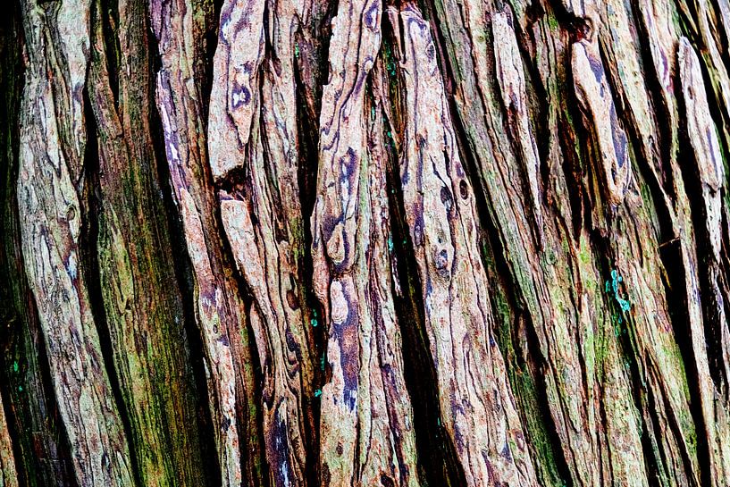 Colourful tree bark by Author Sim1