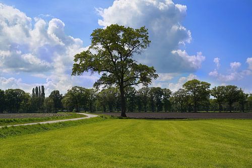 Boom te midden van weilanden