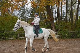 Training with the white horse on a riding arena in autumn