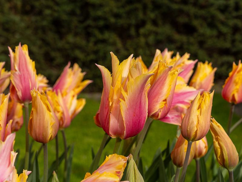 Torn tulip by Fotografie-Broenink
