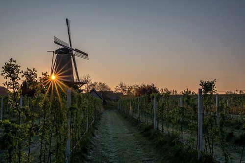 Molen bij zonsopkomst