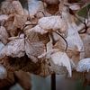 Winterblüte der Hortensie von FotoGraaG Hanneke