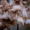 Winter blooms of the Hydrangea by FotoGraaG Hanneke