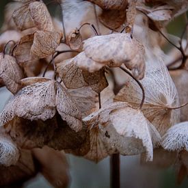 Winter blooms of the Hydrangea by FotoGraaG Hanneke