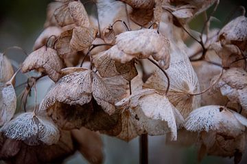 Winter blooms of the Hydrangea