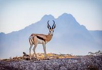 Impala