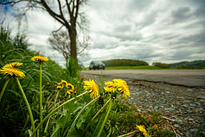 Blume