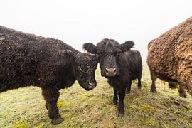 Galloways on the field by Marcel Derweduwen