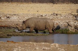 Neushoorn neemt bad sur Erna Haarsma-Hoogterp