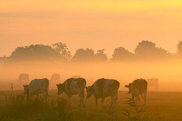 Vaches broutant dans le brouillard