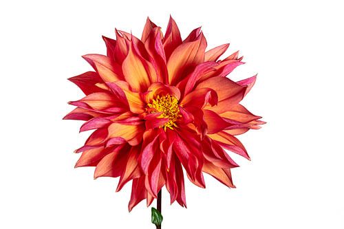 Macro van een dahlia bloem op een witte achtergrond