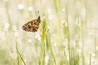 Silver moon on spotted orchid