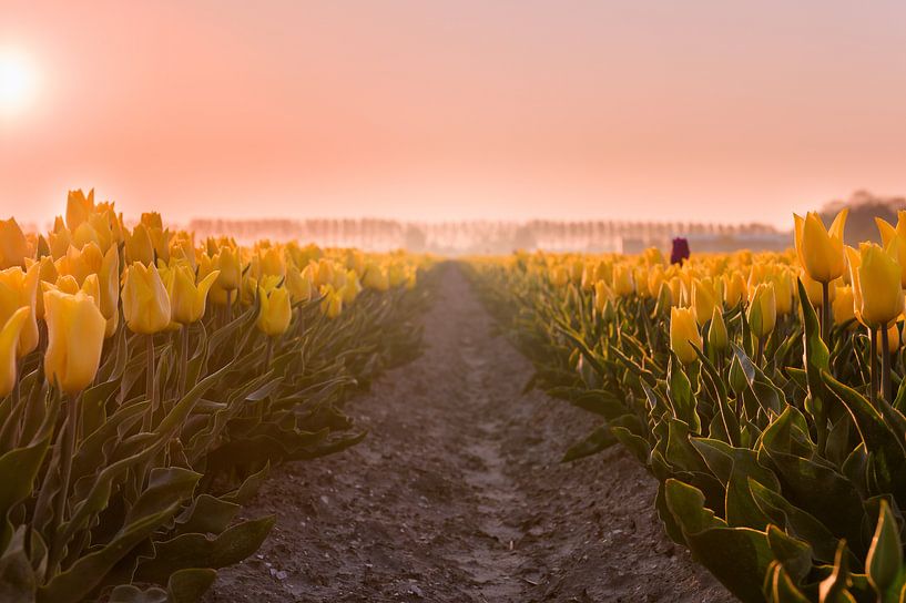 Gele Tulpen bij zonsopkomst van Ruud van der Aalst