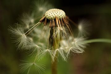 Paardebloem van John Brugman