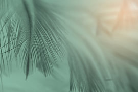 Palmwedel