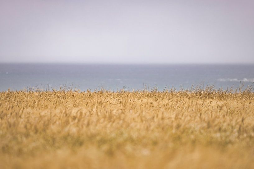 Korn, Meer, Himmel von FotoSynthese