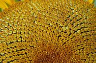 Makro-Fotografie der goldenen Herz-Sonnenblume von wil spijker Miniaturansicht