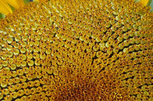 macrofotografie van  goude hart  zonnebloem