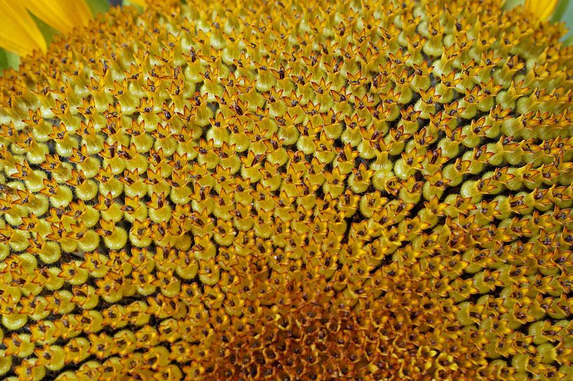 Makro-Fotografie der goldenen Herz-Sonnenblume von wil spijker