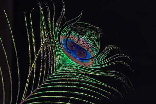 Plume de paon dans l'obscurité