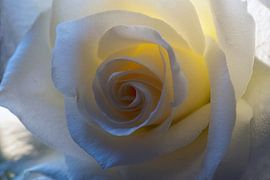 White rosebud macro shot