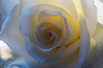 Witte rozenknop macro opname van Humphry Jacobs
