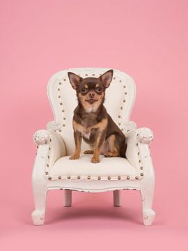 Luxus-Hund von Elles Rijsdijk