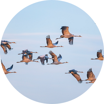 Kraanvogels vliegen in een zonsondergang tijdens de herfst van Sjoerd van der Wal Fotografie