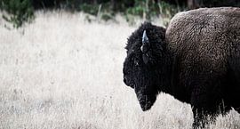 Lonesome Bison / Horizontal von Rutger-Jan Cleiren