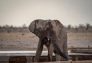 Elephant cooling off at a waterhole in Namibia, Africa by Patrick Groß thumbnail