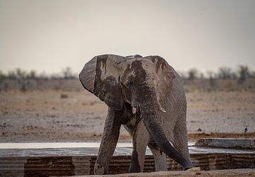 Eléphant se rafraîchissant à un point d'eau en Namibie, Afrique sur Patrick Groß