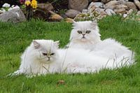 posing in the grass
