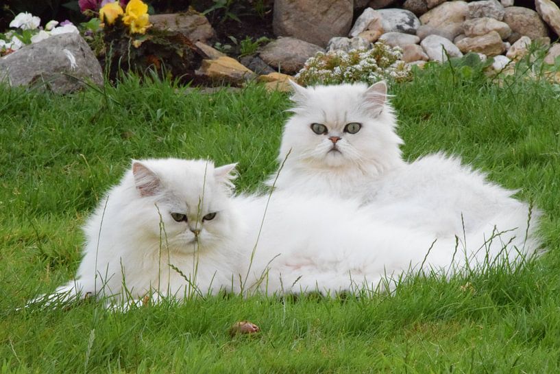 posing in the grass by Petra van Engelenburcht