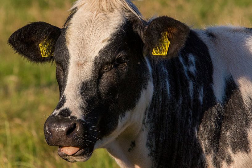 Cow, enjoying the sun by Swen van de Vlierd