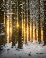 Winterlicht