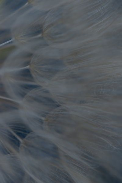 Dandelion in numbers van Foto Studio Labie