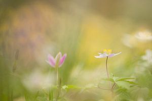 I opened my heart  by Roelie Steinmann