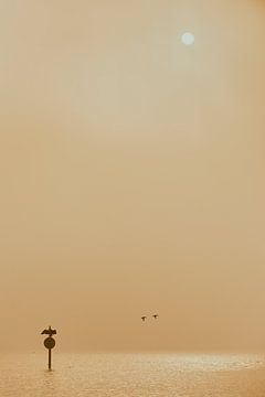 Aalscholver en twee eenden in de mist bij opkomende zon van Jenco van Zalk